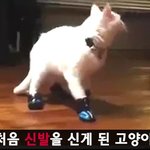 [모바일잡지] 신겨보았다, 신발을, 고양이에게