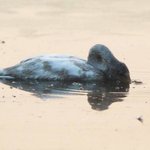 [모바일잡지] 자살하는 동물들?!