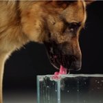 [모바일잡지] 혀로된 국자로 물먹기