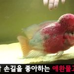 [모바일잡지] 개냥이 부럽지 않지롱 <b>애완</b>물고기!