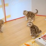 [수리<b>노을</b>] 나도 탈출할래~~!! 으앙