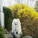 [<b>두부</b>네] <b>두부</b>가 왔어요!! <b>두부</b>의 일상이야기