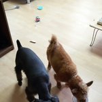 <b>럭키</b>와 박이의일상