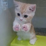[EXO] 이 고얭이 너무 <b>긔엽</b>