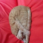 <b>맨땅</b>에 다이빙 한다냥
