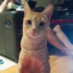 냥이덕후 아저씨네의 고양이~