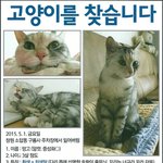 [고양이] (사례하겠습니다)<b>박스</b> 안 고양이 데려다 보호하시고 계신분...
