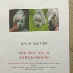대구 감삼역,서부공고<b>인근</b> 강아지찾습니다
