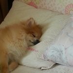 [EXO] 우리<b>사촌</b>언니강아지자는것좀봐