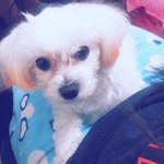 [<b>애견</b>] 강아지왜버려요?