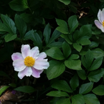 지구촌 <b>물부족국가</b>에 <b>물</b>펌프설치* 지원하는^^ 글로벌복지단체 국제...