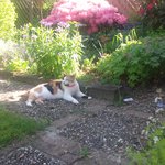 [김쭈꿍] 어느 길냥이의 인생 대역전 스토리 #4.행운냥