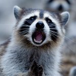 [시우민] <b>동물</b>사진보다 시우민 생각나서ㅋㅋ