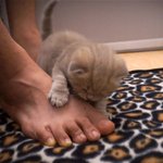 [수리<b>노을</b>] 놀라운 집사의 발냄새!