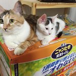 [뭉이사랑] [뭉이별이+달이] 박스가 있어 오늘도 즐거운 우리집~