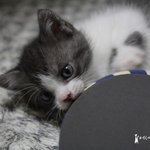 [<b>추자</b>매] 후추, 고양이의 역변이란 ...?