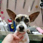 작은소리나 사람의 큰 몸짓에도 크게 놀라 바들바들 떠는 <b>앤드류</b>..