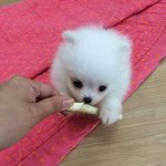 [EXO] 이거 <b>가질</b>사람..
