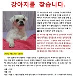 경기도 용인시 강아지를 찾습니다.