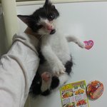 (서울) 귀여운 젖소<b>무늬</b>의 아가 새벽이가 가족을 찾아요^^