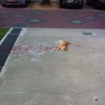 [저승사자] 혐 .. 고양이 <b>로드킬</b>