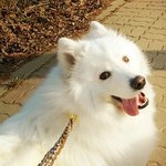 [개편한<b>세상</b>] 꽃도령  멍구를 소개합니다.