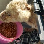 [함안길천사] <b>처참</b>한 모습으로 도로변에 버려진 강아지