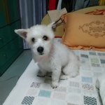 [유기견] 광주광역시 남구 말티즈 찾아요..... 꼭 좀 봐주세요...