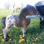 동화같은 미니어처 <b>포니</b> 모음