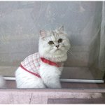 [예쁜고양이] * 너무 예쁜 고양이 ^^ *
