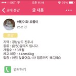 말티즈 분양에 대해