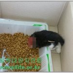 경산에서 새끼고양이가 참혹하게 목이 잘려 죽은 사건을 기억하시는지요...