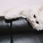 [모닝글로리] 사랑스런 모닝이&amp;로리 이야기-소개