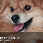 31일'<b>울산</b>안락사'아이들