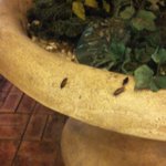 왕십리역 <b>화단</b> 바퀴벌레 득실, 오 마이갓!