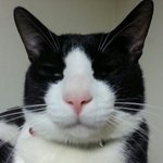 반려동물 실종방지 t <b>pet</b> 서비스!!