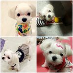 강아지 뇌진탕...별일 아니겠지 했다 낭패본 미용직후 사건전말!...