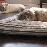 고양이 <b>일</b><b>진설</b>ㄷㄷㄷ