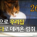 [<b>람</b>쥐] 26편 - 처음으로 집 베란다로 데려온 길고양이 <b>람</b>쥐_시즌1