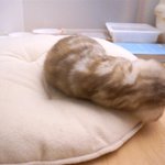 [수리<b>노을</b>] 격렬하게 아무것도 하고 싶지 않아