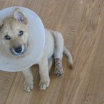 태어난지 3개월만에 교통사고로 버려진 <b>우람</b>이...