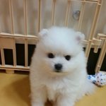 뭉치야 생일축하해  이제 막 한살된 폼<b>피츠</b> 뭉치를 소개합니다 :)