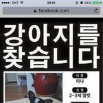 강아지를 찾습니다!!!