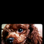 우리사랑하는별이..(꼭 읽어봐주세요)