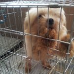 유기견에서 반려견으로의 변천사/렛미견 트니