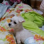 [EXO] 울집 강아지 <b>기저귀</b> 찻어