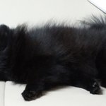 검정포메 콩이 성장일기(2)