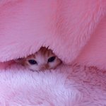 나의 동거인 '<b>도칠</b>이'