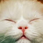 [모닝글로리] 사랑스런 모닝이와 로리 이야기1