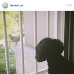 [exo] 태연 둘기들 저격 <b>인별</b>올림;